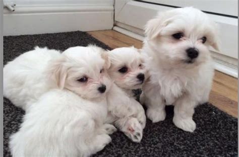 If interested please text/ call (469)345-XXXX. . Maltese puppies for sale dallas
